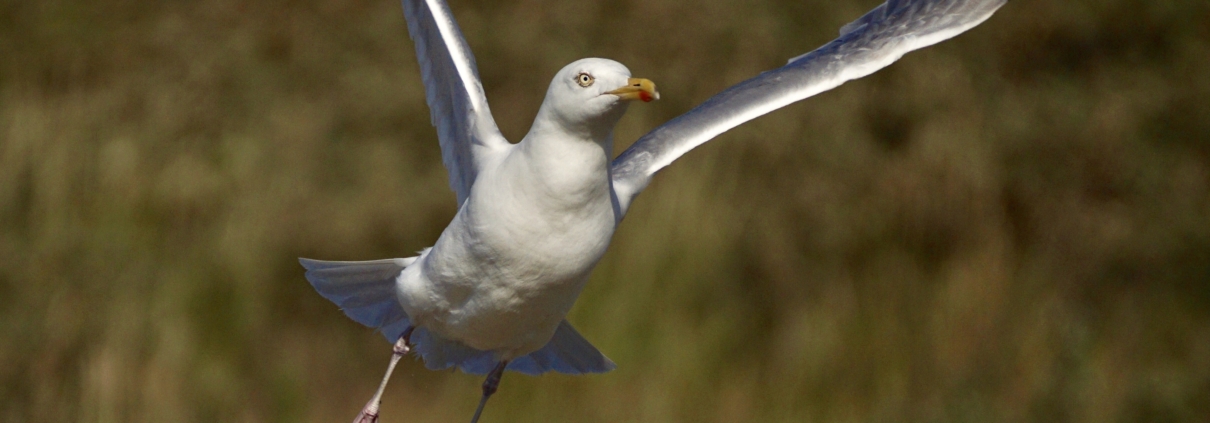 seagull flying away