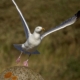 seagull flying away