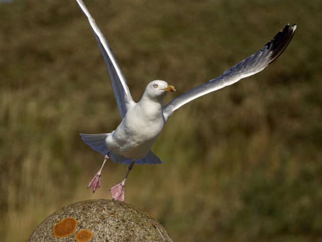 seagull flying away