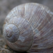 snail shell