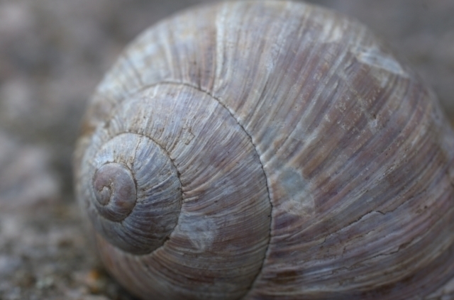 snail shell