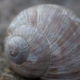 snail shell