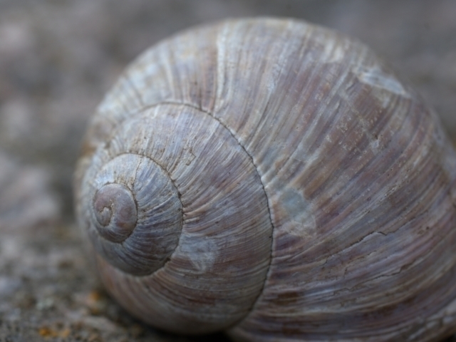 snail shell