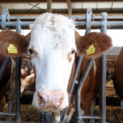 photo of a cow in stall