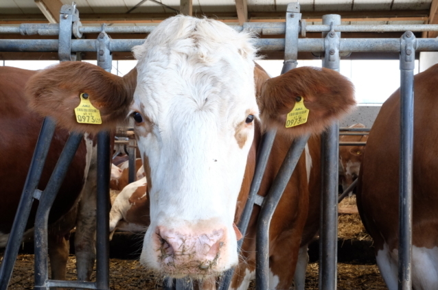 photo of a cow in stall