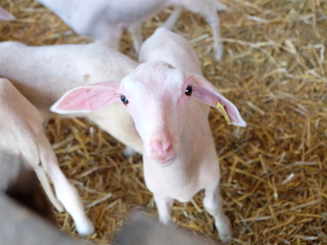 photo of lamb at family Wagner's farm