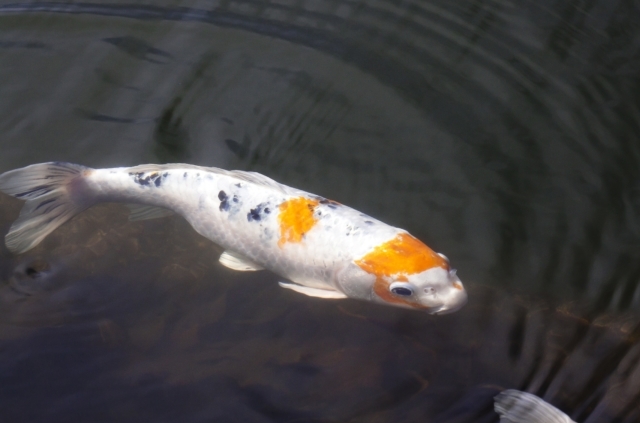 Picture of Koi Fish