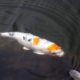 Picture of Koi Fish