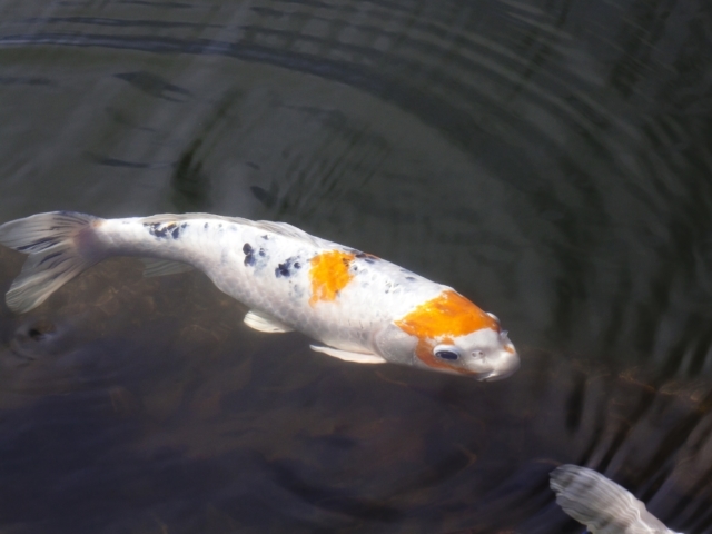 Picture of Koi Fish