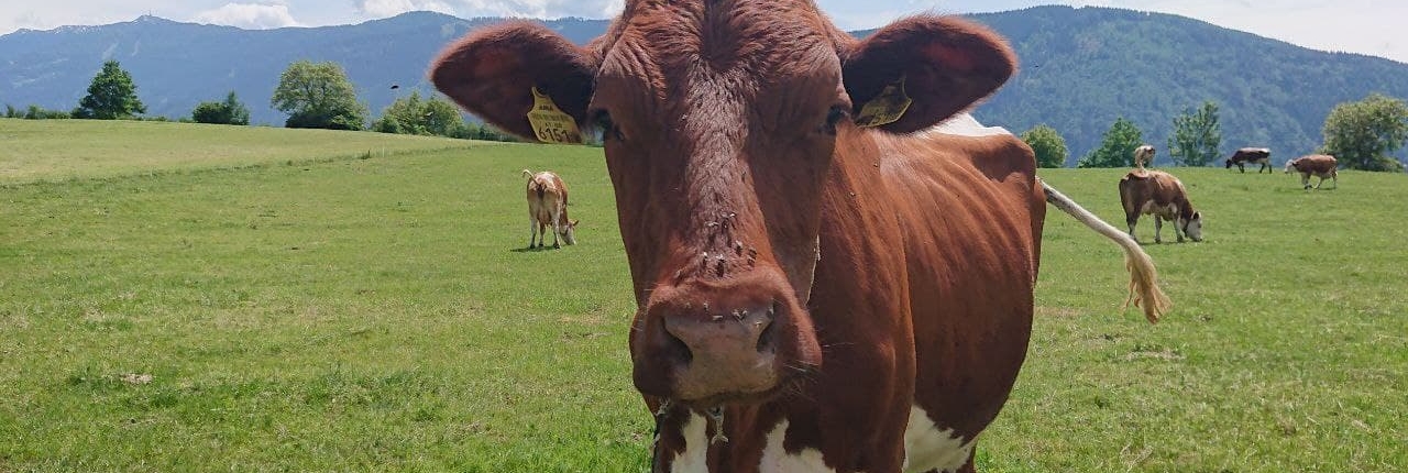 Cow on alpine meadow