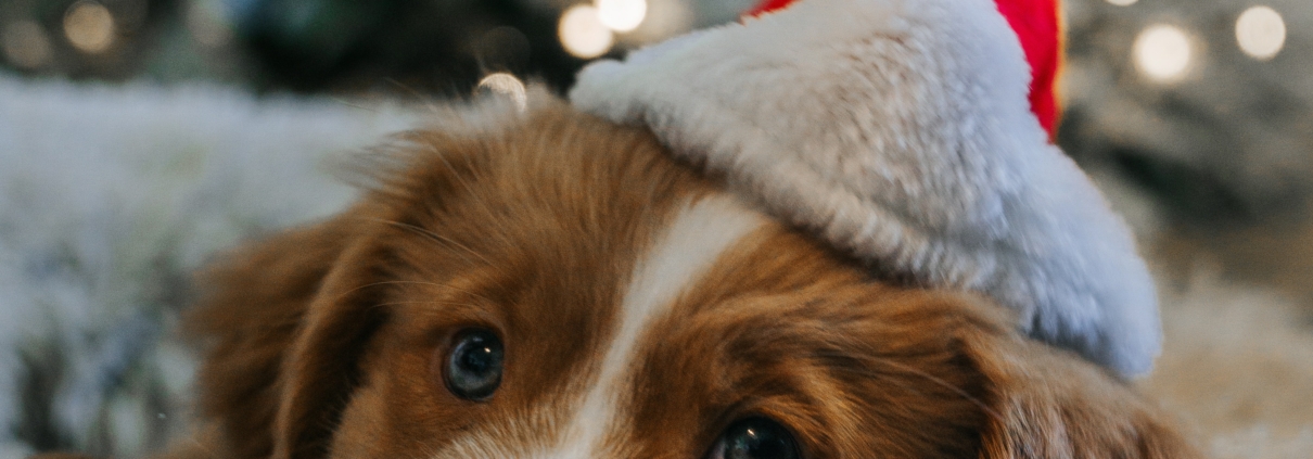 Photo of dog with christmas hat