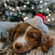 Photo of dog with christmas hat