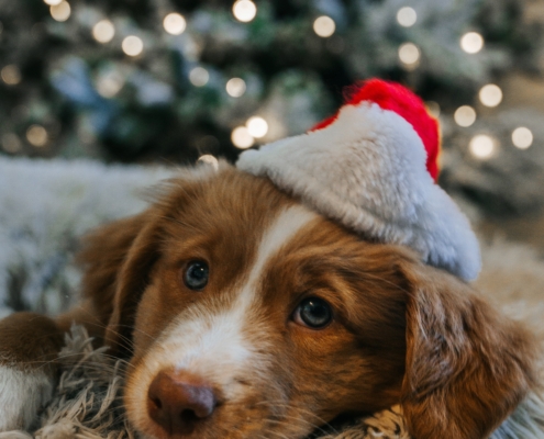 Photo of dog with christmas hat